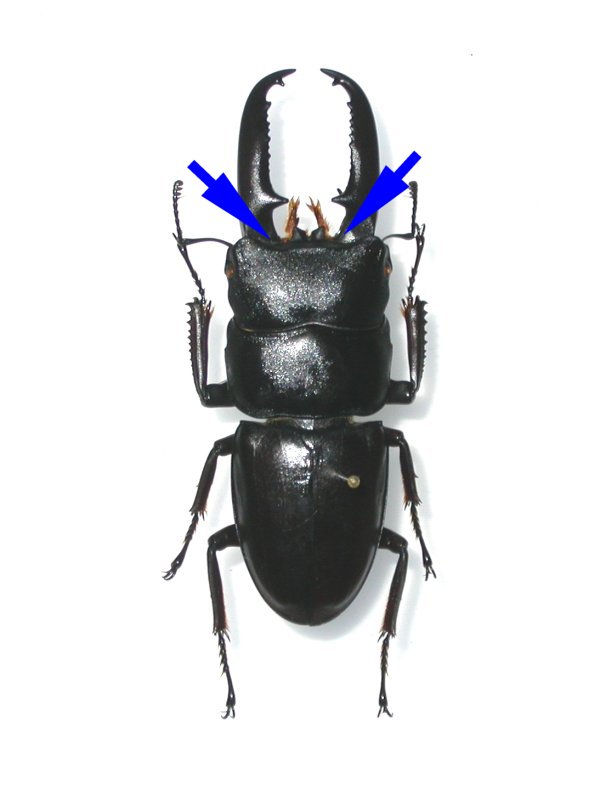 大特価！ 学術昆虫標本 キンオニクワガタ 対馬産 12♀ セット